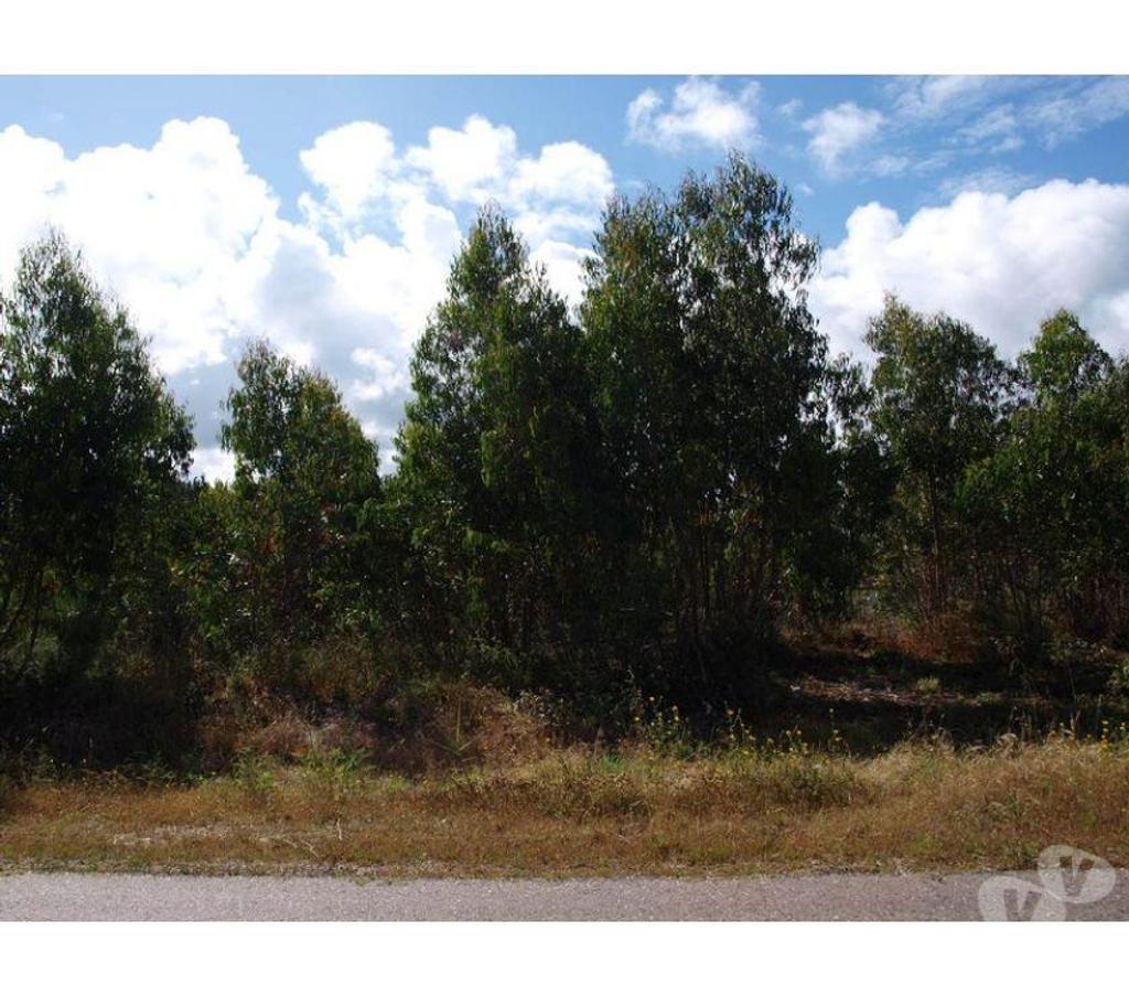 Terrain à vendre Portugal - Photos Vivastreet Terrain - Caldas da Rainha - 3799m2