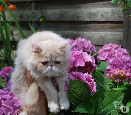 Vente animaux St Meen le Grand Ille-et-Vilaine - Photos Vivastreet PERSAN
