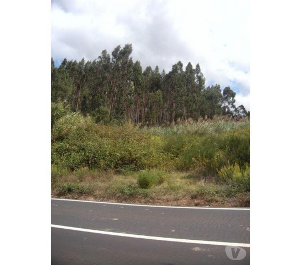 Terrain à vendre Portugal - Photos Vivastreet Terrain - Caldas da Rainha - 3100m2