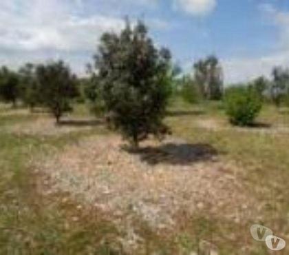 Bricolage - Jardin - Outillage St Yrieix sur Charente Charente - Photos Vivastreet Plant Truffier à partir de 5 Euros