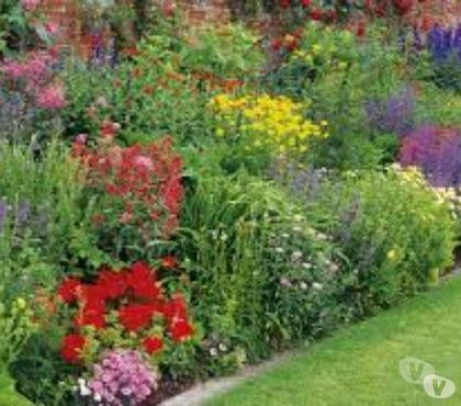 Bricolage - Jardinage St Yrieix sur Charente Charente - Photos Vivastreet 25 vivaces pour 10 euros