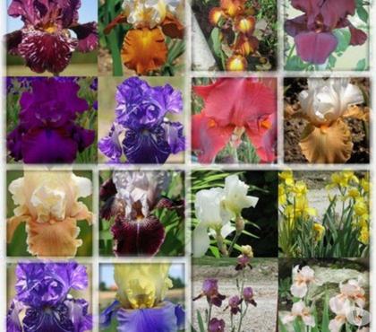  St Yrieix sur Charente Charente - Photos Vivastreet 29 iris de jardin pour 9 euros