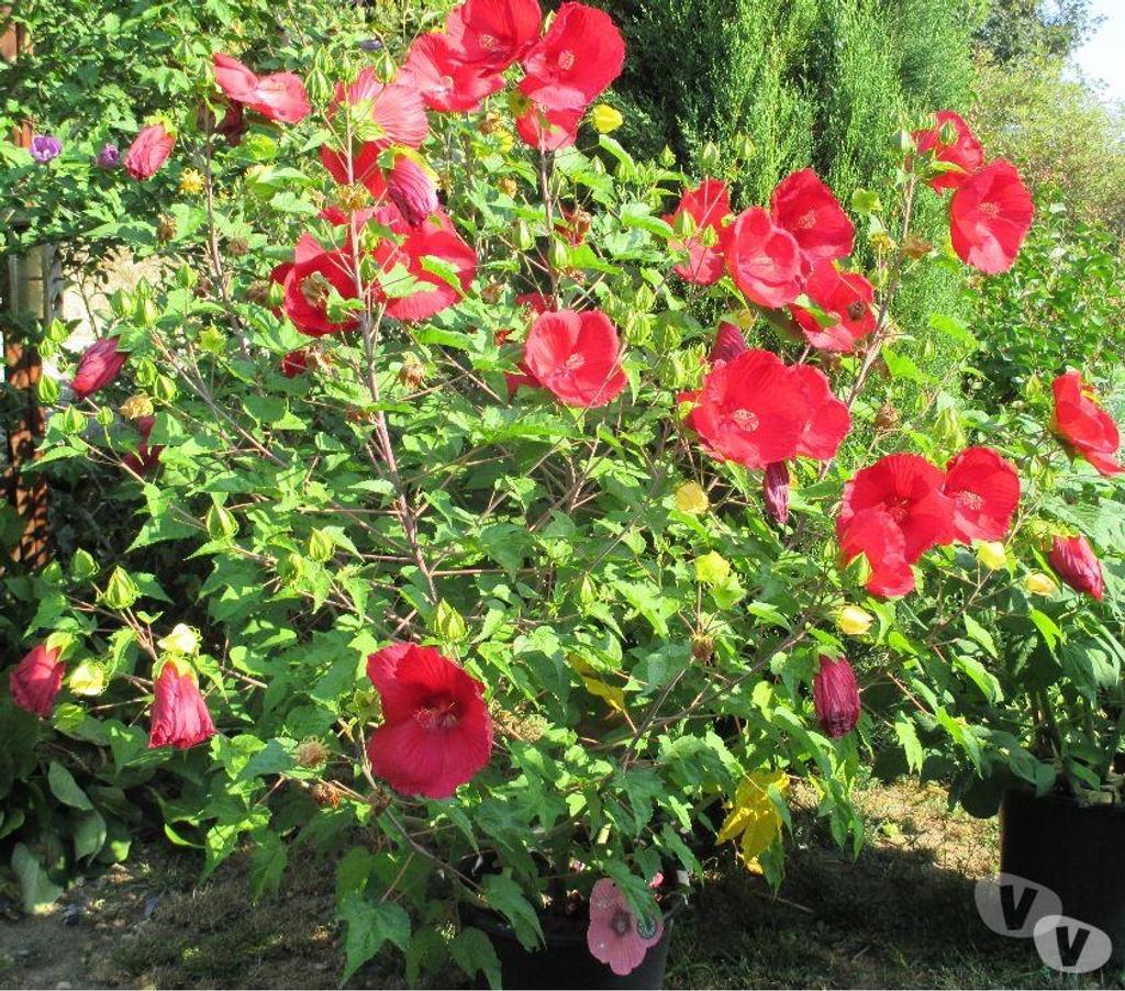  Charente St Yrieix sur Charente - 16710 - Photos Vivastreet Plante du Jardin du Lavoir