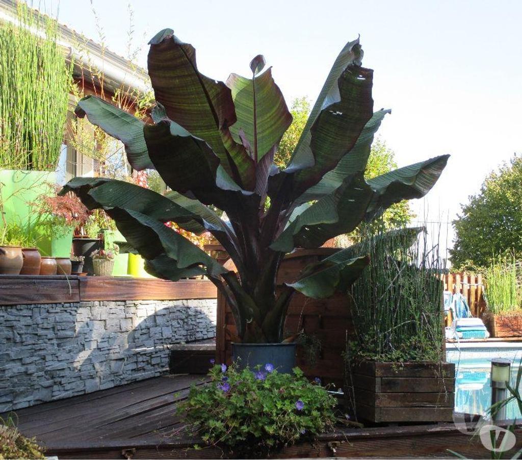  Charente St Yrieix sur Charente - 16710 - Photos Vivastreet Plante du Jardin du Lavoir