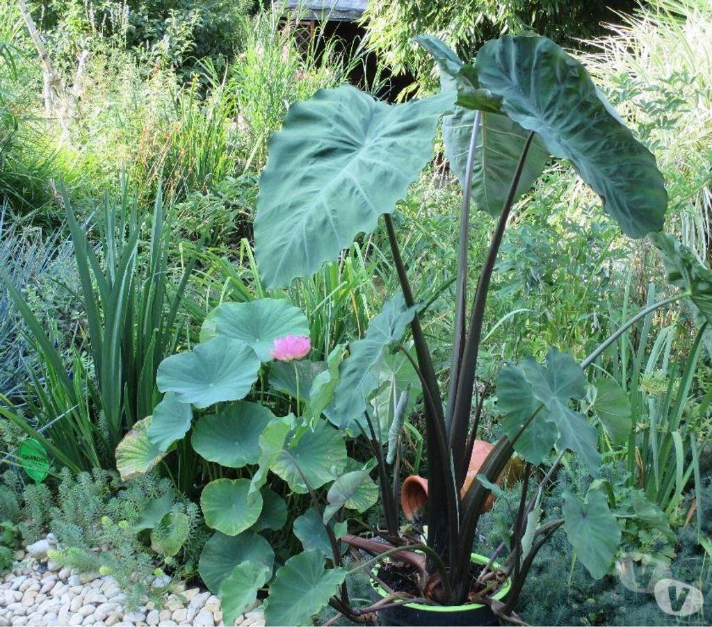  Charente St Yrieix sur Charente - 16710 - Photos Vivastreet Plante du Jardin du Lavoir