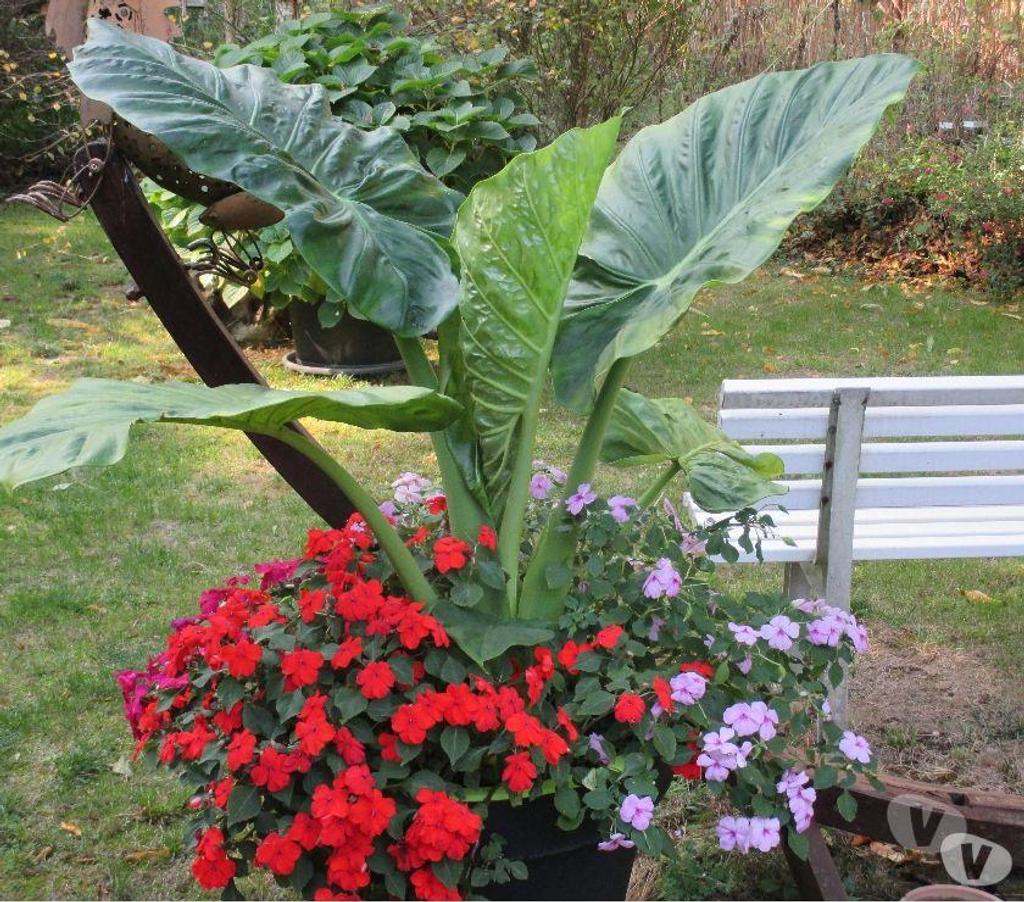  Charente St Yrieix sur Charente - 16710 - Photos Vivastreet Plante du Jardin du Lavoir