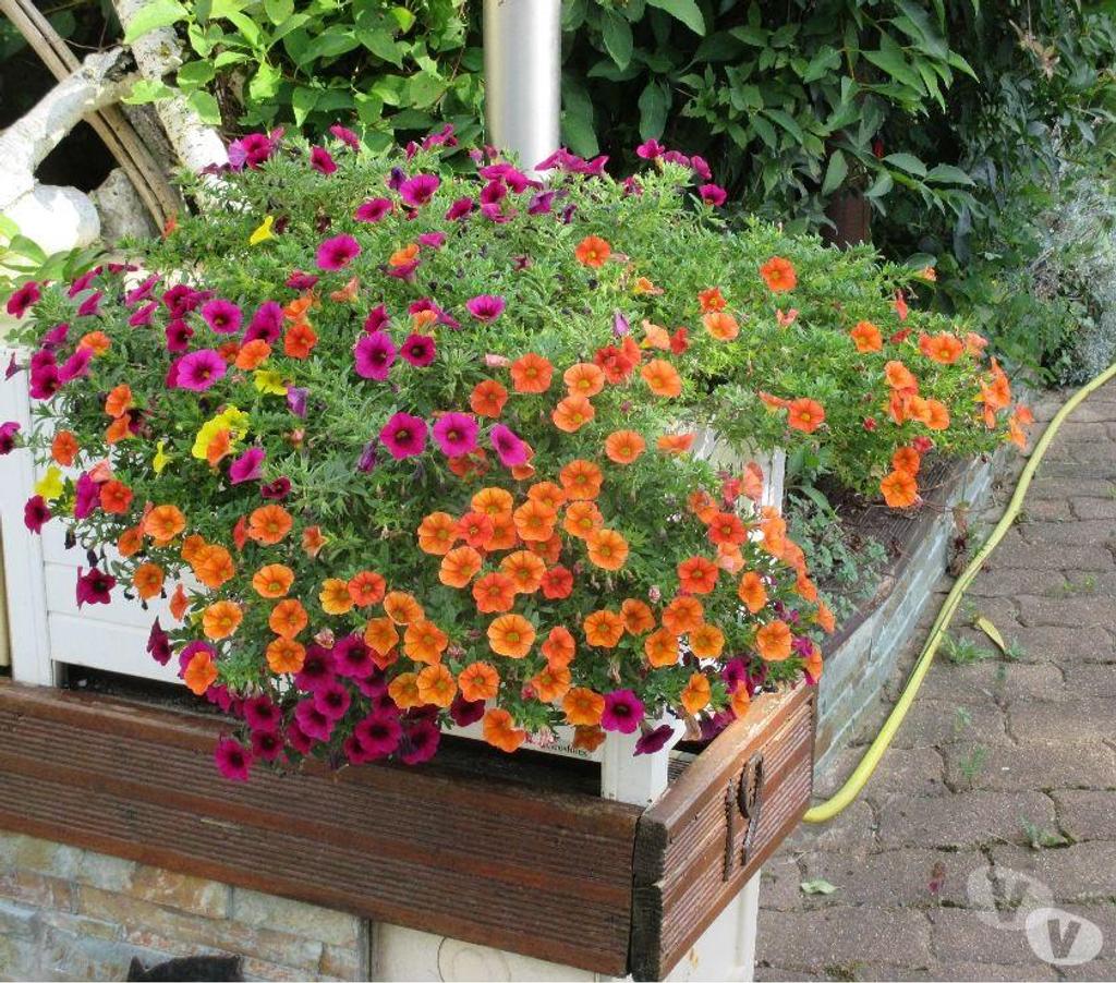  Charente St Yrieix sur Charente - 16710 - Photos Vivastreet Plante du Jardin du Lavoir