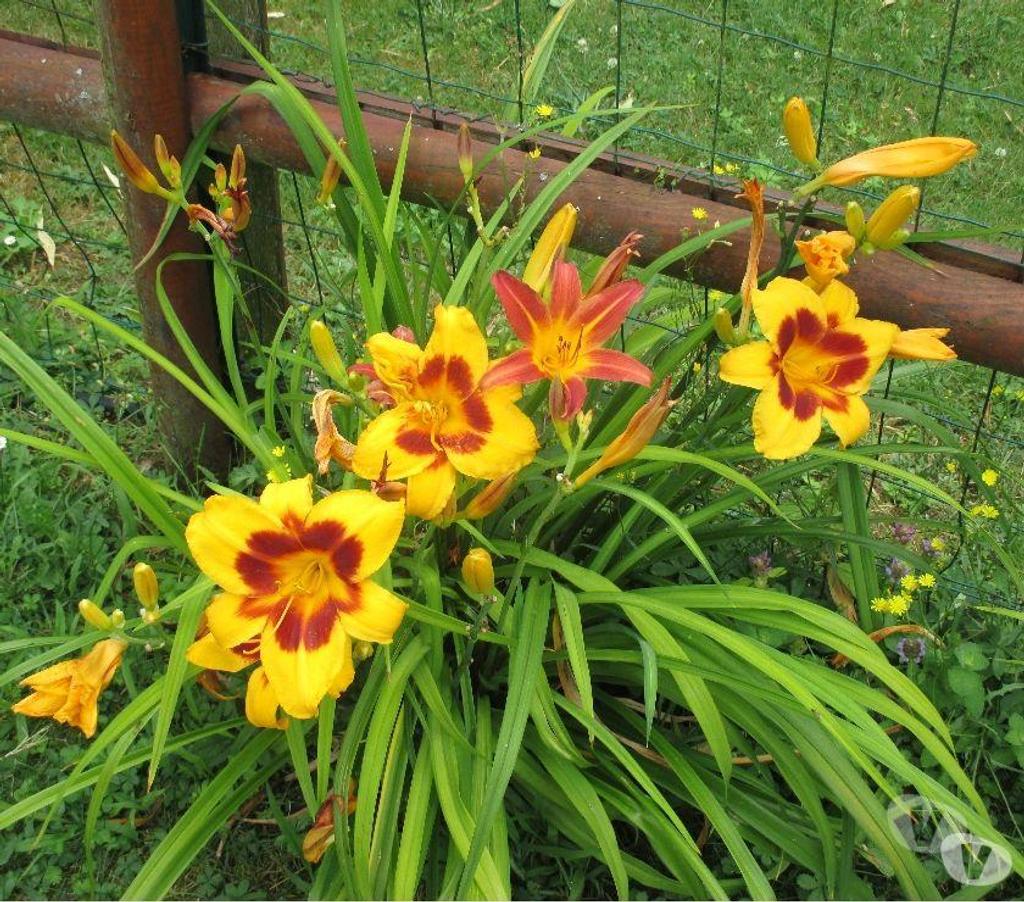  Charente St Yrieix sur Charente - 16710 - Photos Vivastreet Plante du Jardin du Lavoir
