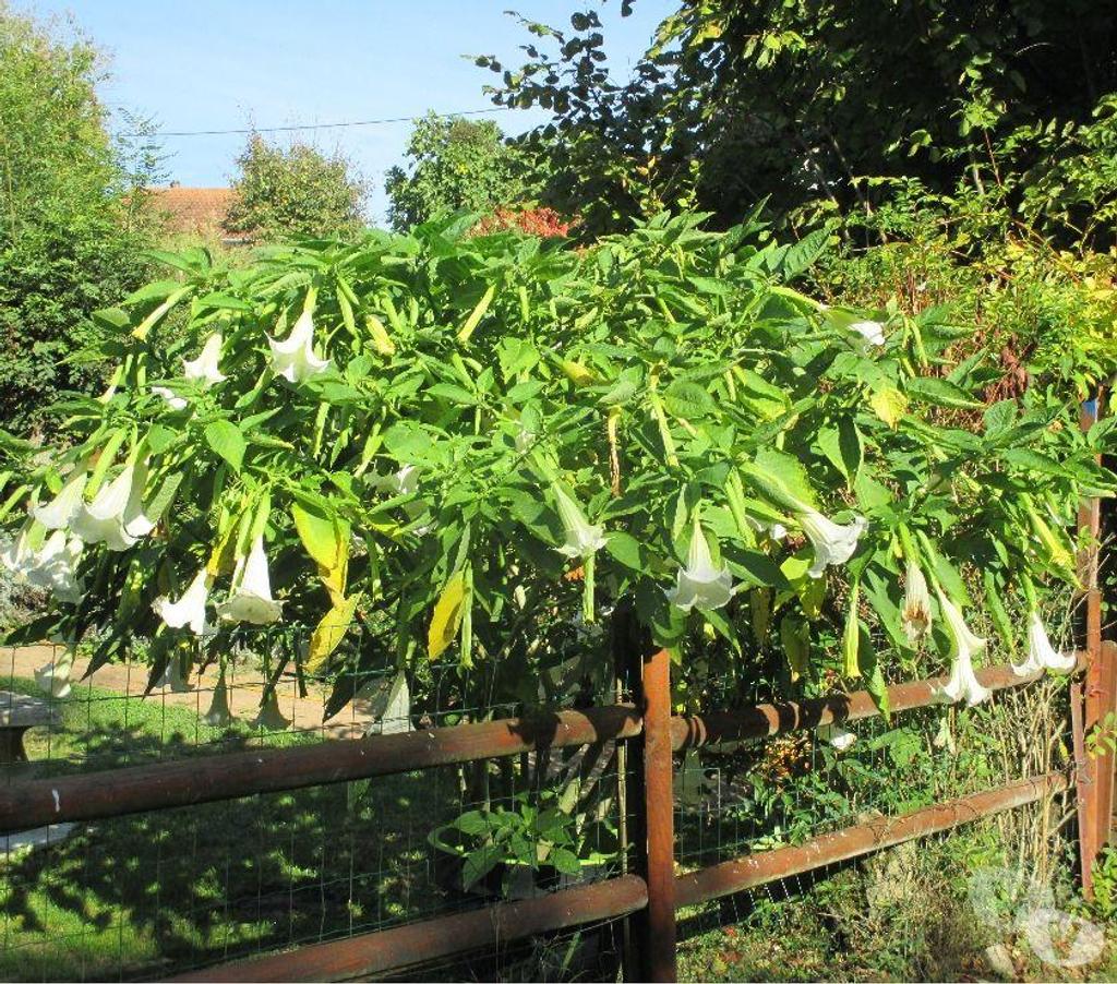 Charente St Yrieix sur Charente - 16710 - Photos Vivastreet Plante du Jardin du Lavoir