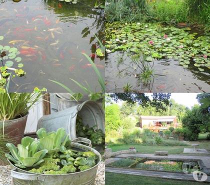 Bricolage - Jardin - Outillage St Yrieix sur Charente Charente - Photos Vivastreet Plante du Jardin du Lavoir