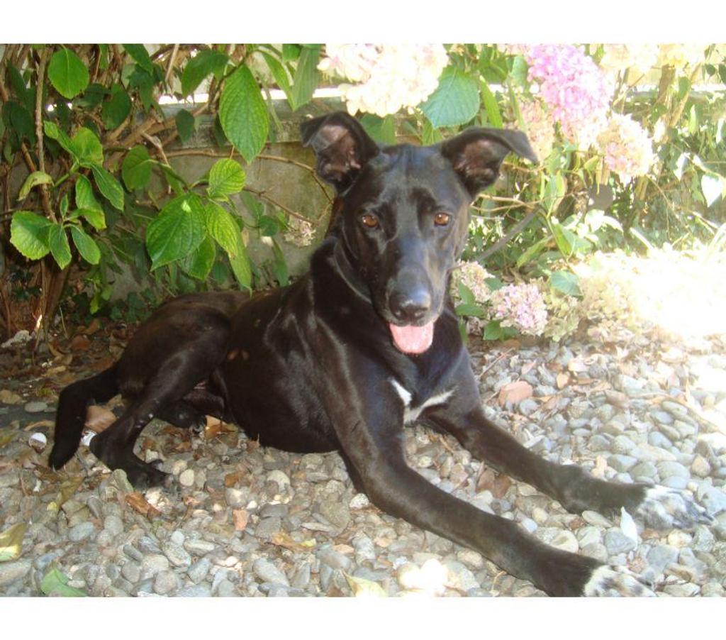 Don animaux Hautes-Pyrénées Tarbes - 65000 - Photos Vivastreet A ADOPTER 