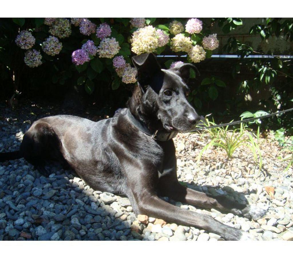 Don animaux Hautes-Pyrénées Tarbes - 65000 - Photos Vivastreet A ADOPTER 