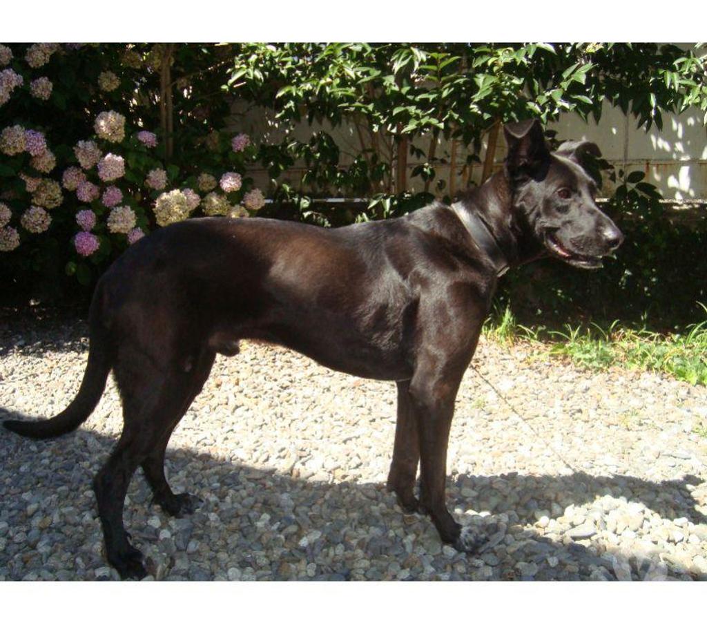 Don animaux Hautes-Pyrénées Tarbes - 65000 - Photos Vivastreet A ADOPTER 