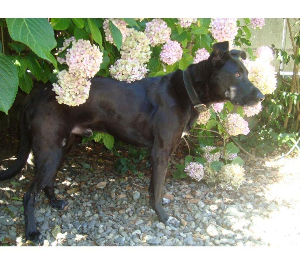 Don animaux Hautes-Pyrénées Tarbes - 65000 - Photos Vivastreet A ADOPTER 