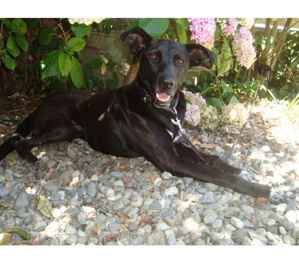Don animaux Hautes-Pyrénées Tarbes - 65000 - Photos Vivastreet A ADOPTER 