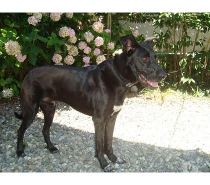 Adoption animaux Tarbes Hautes-Pyrénées - Photos Vivastreet A ADOPTER