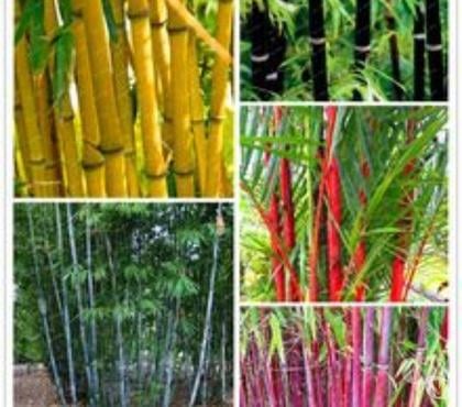  St Yrieix sur Charente Charente - Photos Vivastreet Bambou coloré