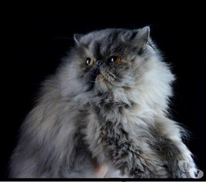 Vente animaux Nantes Nantes - Photos Vivastreet Femelle persan LOOF