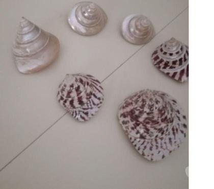 Accessoires & Bagagerie Ormoy Essonne - Photos Vivastreet DIVERS COQUILLAGES DES ILES