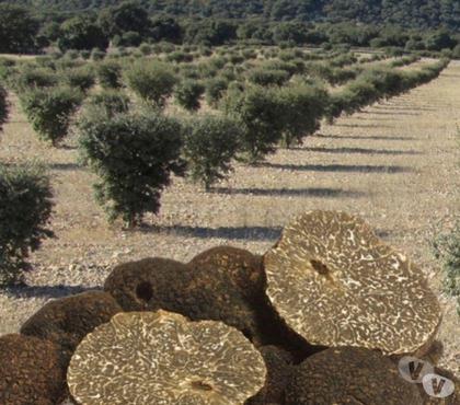 Bricolage - Jardin - Outillage St Yrieix sur Charente Charente - Photos Vivastreet Les plant de truffes de la période glaciaire