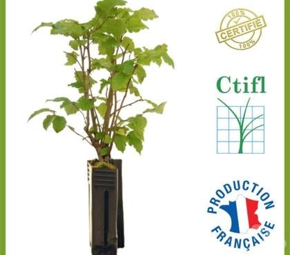 Bricolage - Jardin - Outillage St Yrieix sur Charente Charente - Photos Vivastreet Plant Truffier Certifier
