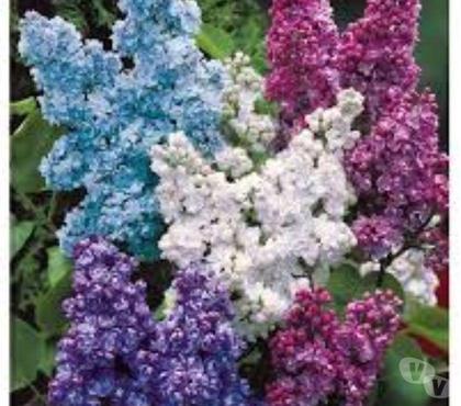  St Yrieix sur Charente Charente - Photos Vivastreet Lilas de mon jardin