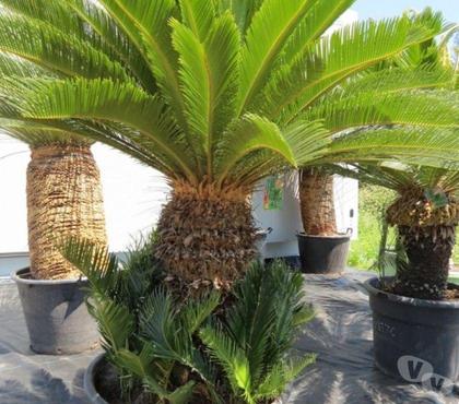 Bricolage - Jardin - Outillage St Yrieix sur Charente Charente - Photos Vivastreet Palmier: Cicas
