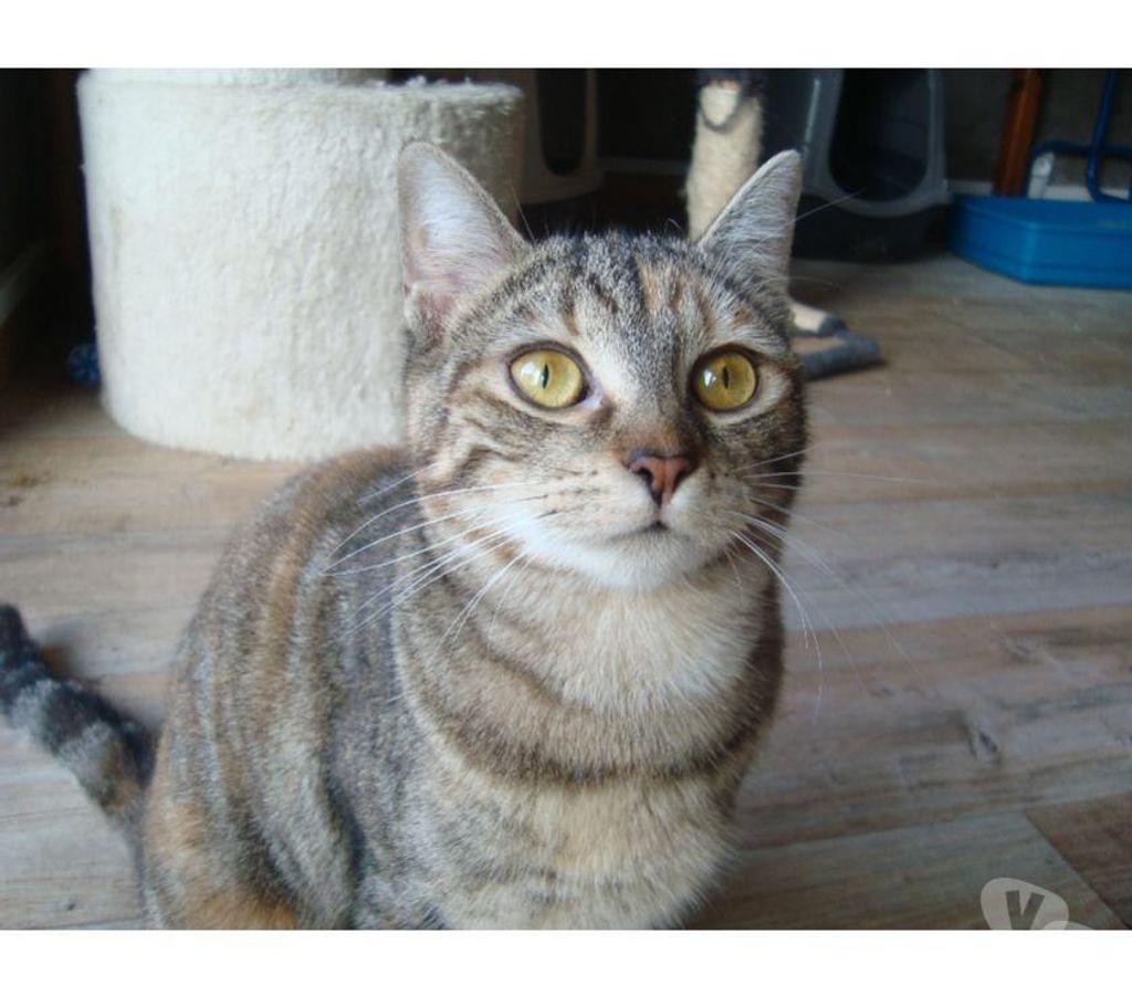 Don animaux Hautes-Pyrénées Tarbes - 65000 - Photos Vivastreet A ADOPTER "TWINNIE"-CHATTE TYPE EUROPEEN NON LOF( DON)
