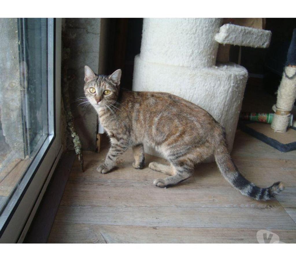 Don animaux Hautes-Pyrénées Tarbes - 65000 - Photos Vivastreet A ADOPTER "TWINNIE"-CHATTE TYPE EUROPEEN NON LOF( DON)