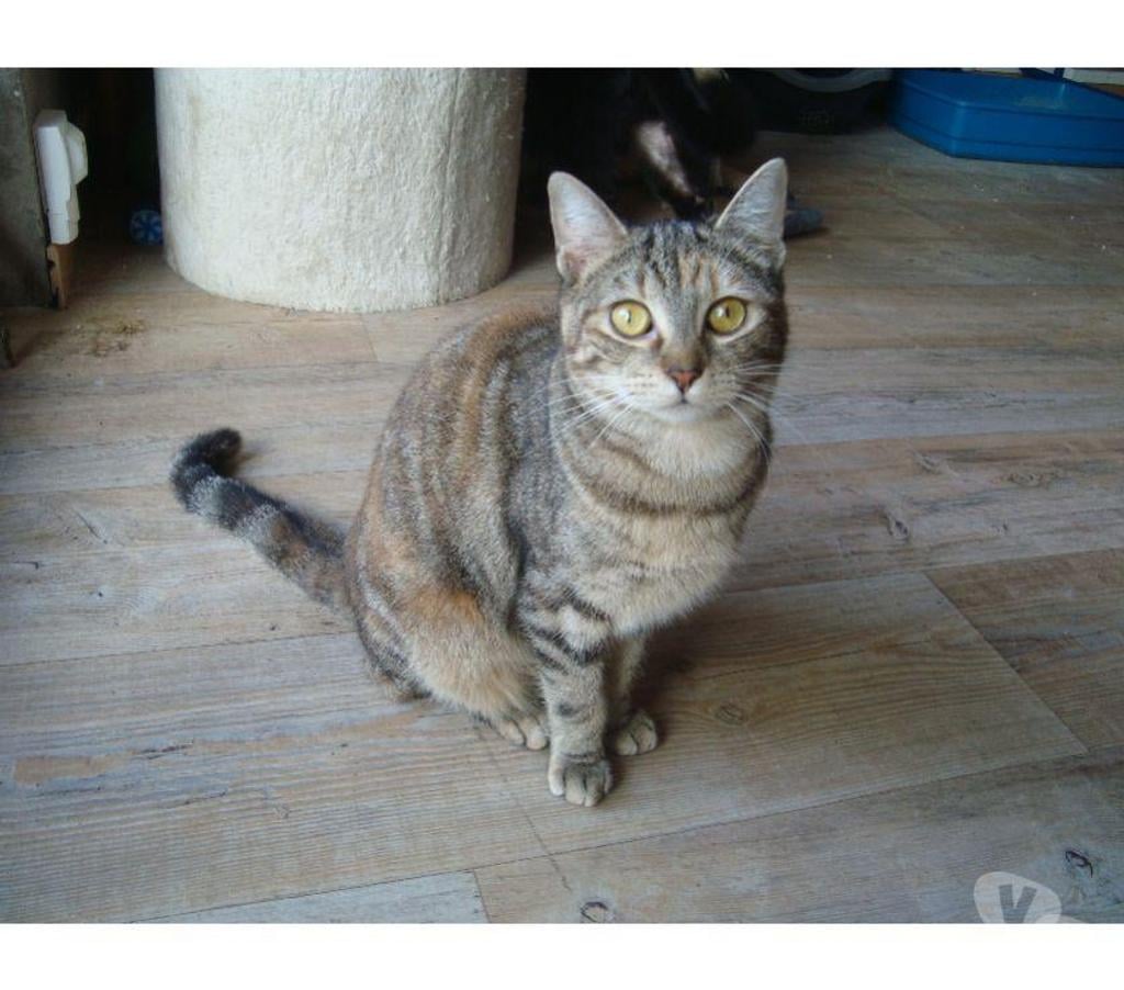 Don animaux Hautes-Pyrénées Tarbes - 65000 - Photos Vivastreet A ADOPTER "TWINNIE"-CHATTE TYPE EUROPEEN NON LOF( DON)