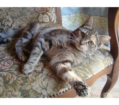 Adoption animaux Tarbes Hautes-Pyrénées - Photos Vivastreet A ADOPTER 