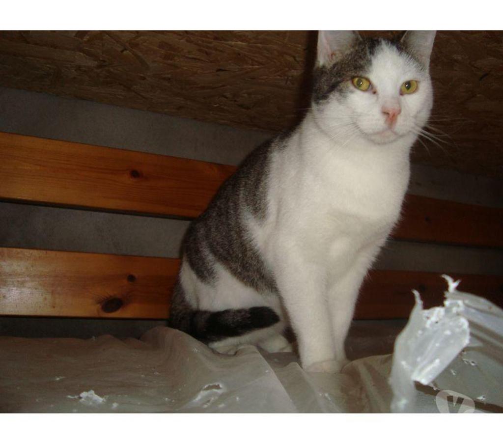 Don animaux Hautes-Pyrénées Tarbes - 65000 - Photos Vivastreet A ADOPTER