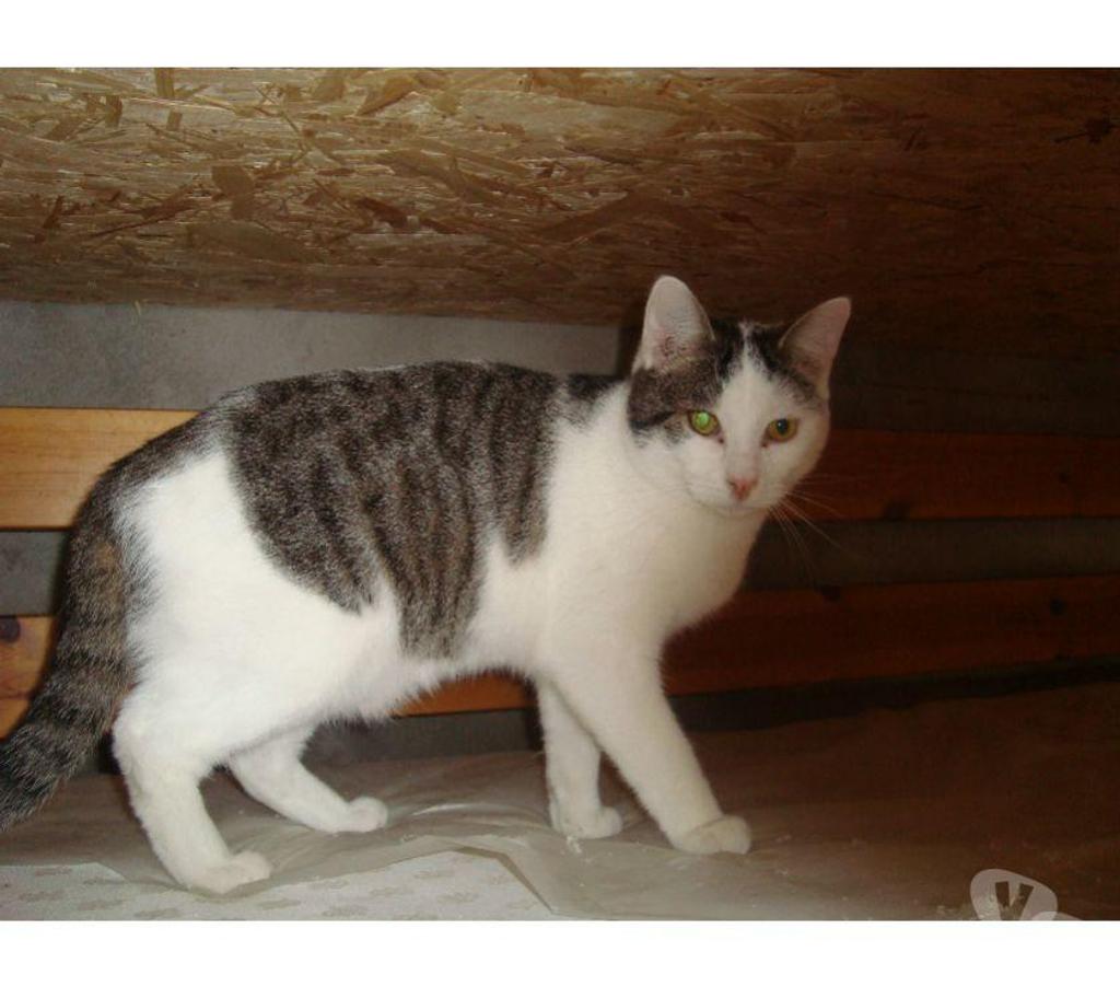 Don animaux Hautes-Pyrénées Tarbes - 65000 - Photos Vivastreet A ADOPTER