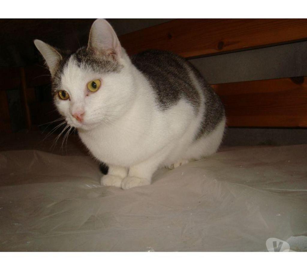 Don animaux Hautes-Pyrénées Tarbes - 65000 - Photos Vivastreet A ADOPTER