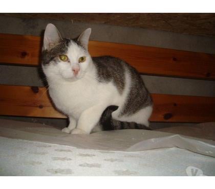 Don animaux Tarbes Hautes-Pyrénées - Photos Vivastreet A ADOPTER