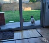 Tarbes - Hautes-Pyrénées — A ADOPTER "KENDO" CHAT TYPE SIAMOIS NON LOF( DON)