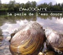 moule d'eau douce : anodonte
