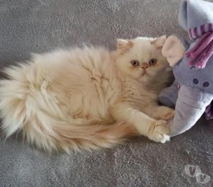 Vente animaux St Meen le Grand Ille-et-Vilaine - Photos Vivastreet Chaton persan LOOF