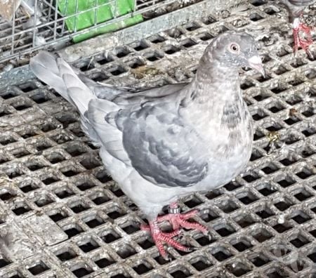 Vente Landes Aire sur l'Adour - 40800 - Photos Vivastreet Pigeons de chair Hubbels haut rendement