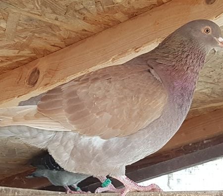 Vente Landes Aire sur l'Adour - 40800 - Photos Vivastreet Pigeons de chair Hubbels haut rendement