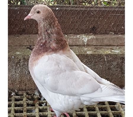 Vente Landes Aire sur l'Adour - 40800 - Photos Vivastreet Pigeons de chair Hubbels haut rendement