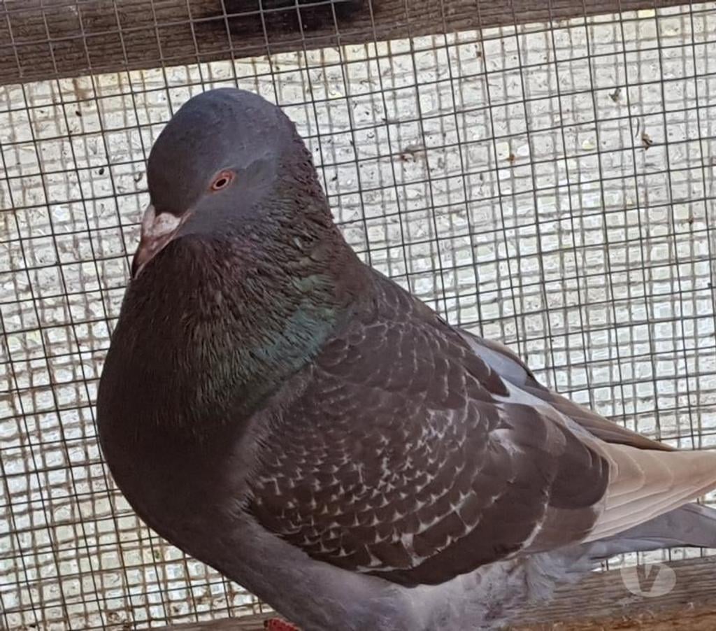 Vente Landes Aire sur l'Adour - 40800 - Photos Vivastreet Pigeons de chair Hubbels haut rendement