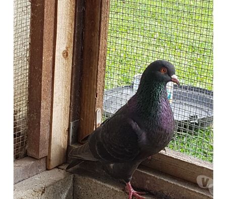 Vente Landes Aire sur l'Adour - 40800 - Photos Vivastreet Pigeons de chair Hubbels haut rendement