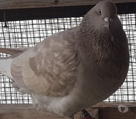 Vente Landes Aire sur l'Adour - 40800 - Photos Vivastreet Pigeons de chair Hubbels haut rendement