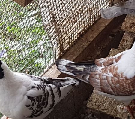 Vente Landes Aire sur l'Adour - 40800 - Photos Vivastreet Pigeons de chair Hubbels haut rendement
