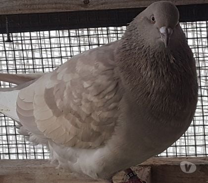 Vente animaux Aire sur l'Adour Landes - Photos Vivastreet Pigeons de chair Hubbels haut rendement