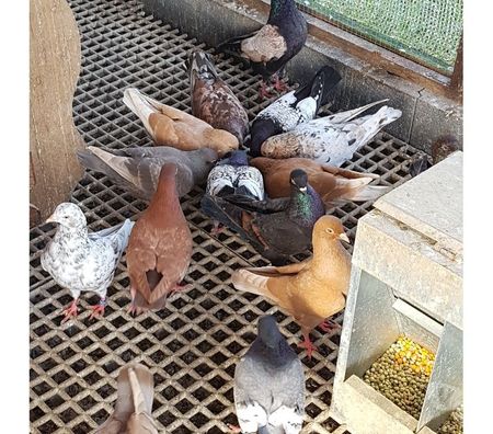 Vente Landes Aire sur l'Adour - 40800 - Photos Vivastreet Pigeons Triganini