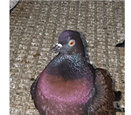 Vente Landes Aire sur l'Adour - 40800 - Photos Vivastreet Pigeons Triganini