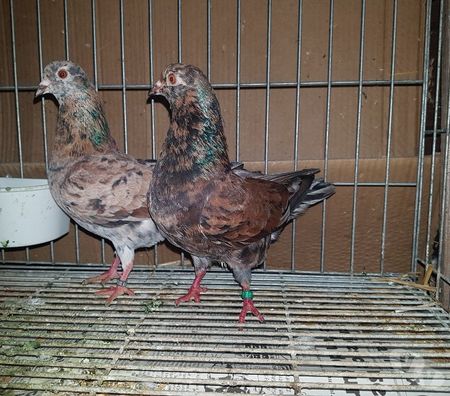 Vente Landes Aire sur l'Adour - 40800 - Photos Vivastreet Pigeons Triganini