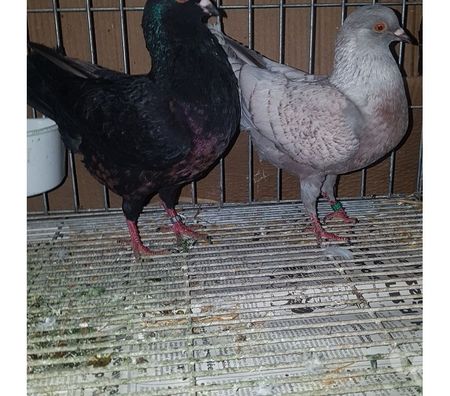 Vente Landes Aire sur l'Adour - 40800 - Photos Vivastreet Pigeons Triganini